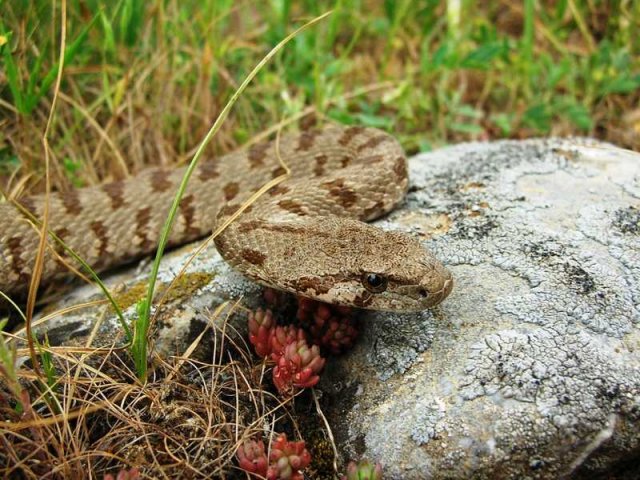 Змеи в горах Южного Казахстана