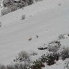 Горные козлы в заповеднике