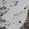 Горные козлы