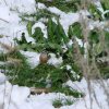 Птицы Западного Тянь-Шаня