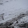 Лисы в горах Казахстана