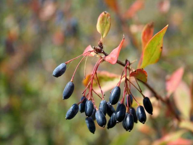 Флора Южного Казахстана