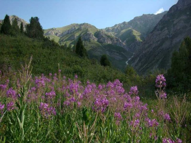 Флора Южного Казахстана