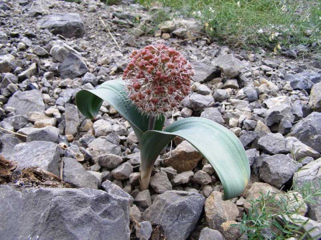 Флора Южного Казахстана