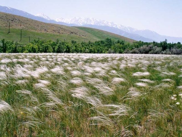 Флора Южного Казахстана