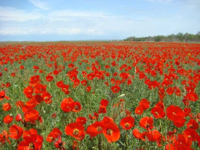 Флора Южного Казахстана