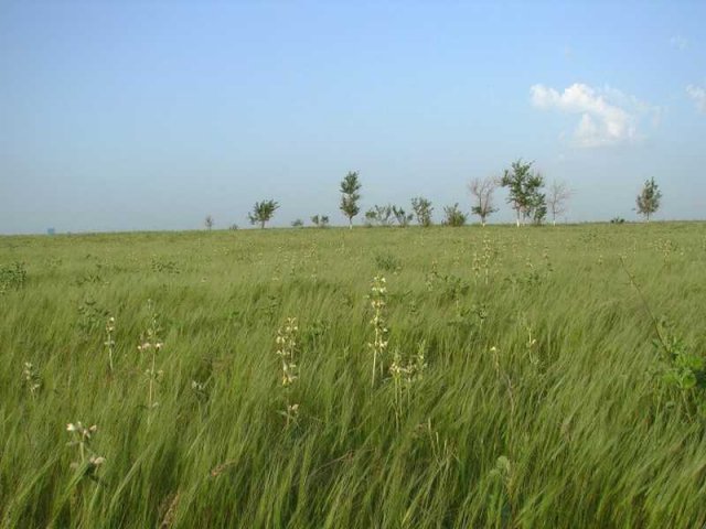 Флора Южного Казахстана