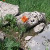 Флора Южного Казахстана