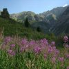 Флора Южного Казахстана
