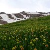 Флора Южного Казахстана