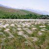 Флора Южного Казахстана