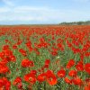 Флора Южного Казахстана