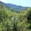 Деревья гор Каржантау