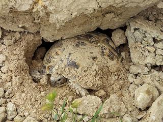 Sredneaziatskaya cherepaha Testudo horsfieldi